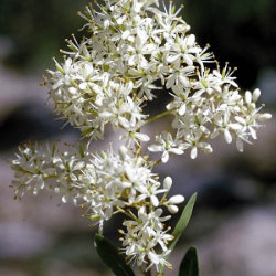 White Bursaria flower